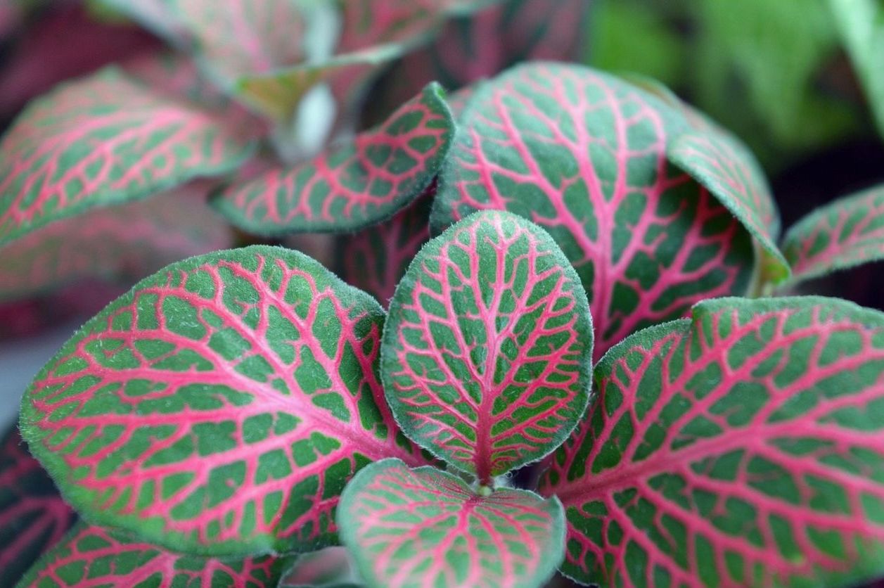 Variegated Alocasia Frydek in terracotta