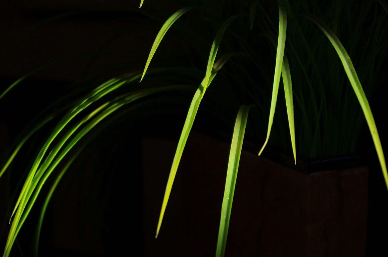Indoor Plant Styling & Installation
