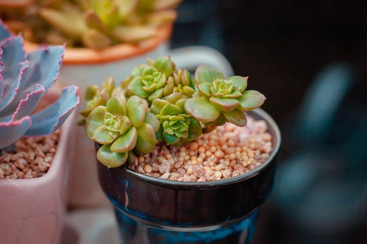 Rare Hoya Sunrise with pink variegation