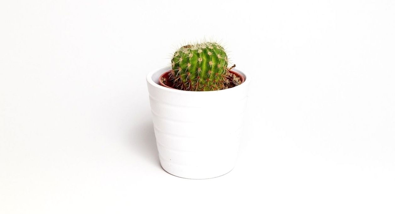James Whitfield - Plant Sourcing Specialist