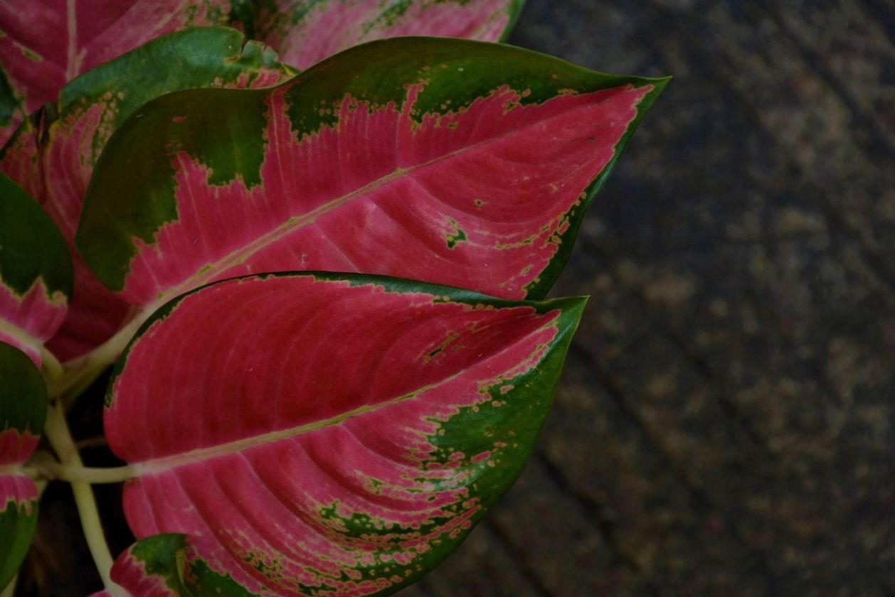 Rare Tropical Plant Collection Service